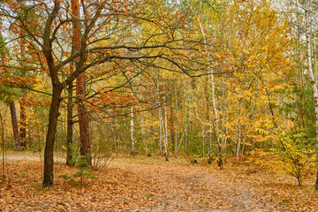 Yellow Autumn Tree in a Pine Forest