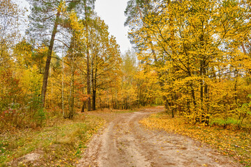 Autumn Road Through a Mixed Pine and Deciduous Forest