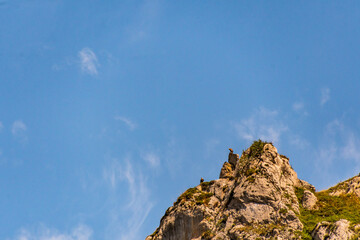 Buitre en Bulnes, Picos de Europa.