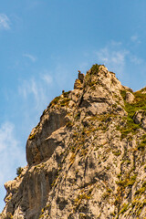 Buitre en Bulnes, Picos de Europa.