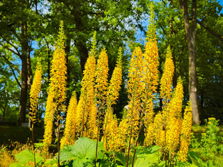 Long inflorescences with bright yellow flowers