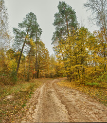 Autumn Road Through a Mixed Pine and Deciduous Forest