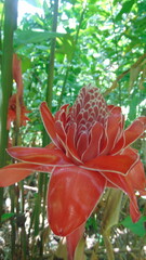 Une belle fleur tropicale rose dans la forêt