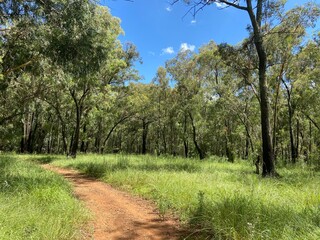 trees in the park