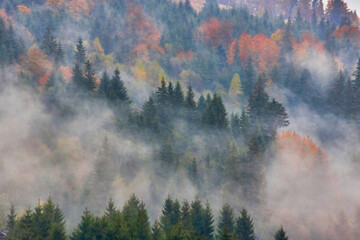 autumn afternoon in mountains. trees on the edge of a hill in fall colors. wonderful countryside of...
