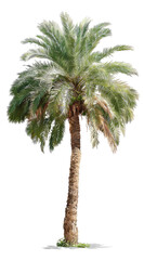 Obraz premium Isolated palm tree with feathery fronds