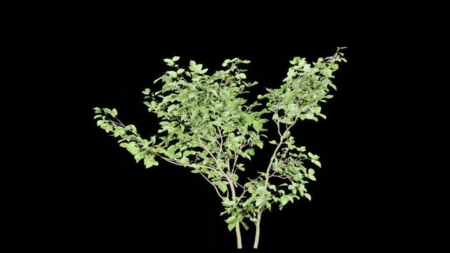 Isolated Green Plant Branch on Black Background &ndash; High-Resolution Botanical Cutout for Design and VFX