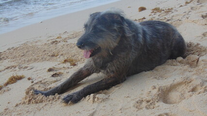 Un petit chien allongé dans le sable