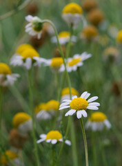 Beautiful close-up of anthemis nobilis