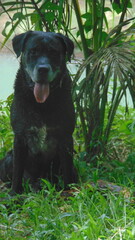 Un beau chien noir assis dans la forêt