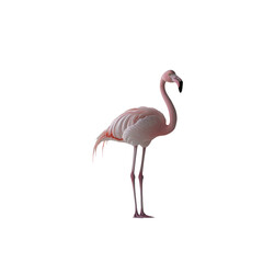 Fototapeta premium pink flamingo on white background