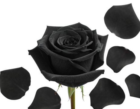 Black Rose in Vertical Banner Layout with Falling Petals and White Background, Isolated PNG