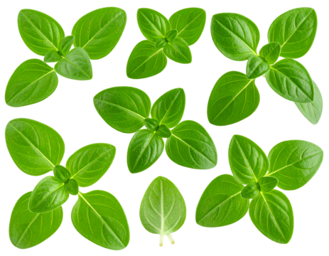 Fresh oregano leaves isolated on transparent background