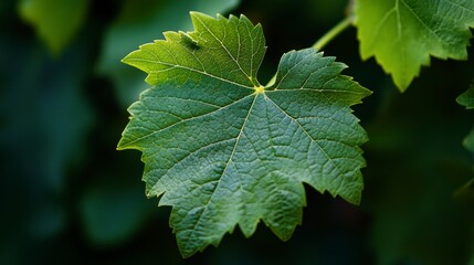 Close-up of a vibrant green grape leaf with visible veins and serrated edges, set against a blurred background of more foliage.