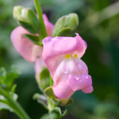 Beautiful close-up of antirrhinum majus subsp. majus