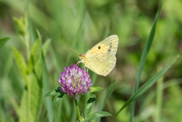 Clouded Yellow (Colias croceus) Butterfly perched on pink flower in Zurich, Switzerland