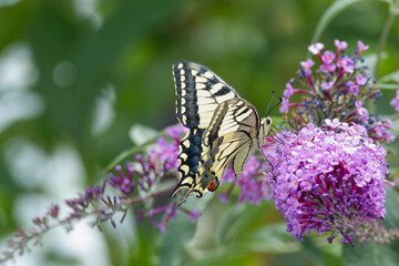 Old World Swallowtail or common yellow swallowtail (Papilio machaon) sitting on summer lilac in Zurich, Switzerland