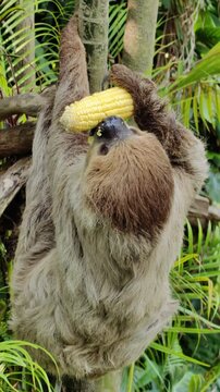 Sloth is eating corn cob. Sloth is hanging from tree branch
