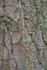 Beautiful close-up of the bark of pinus peuce