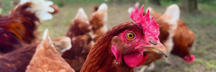 Colorful chickens showcasing their natural behavior on a sunny day, banner