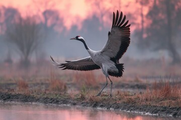 Fototapeta premium Majestic crane takes flight over serene wetland at dawn with vibrant sky in the background