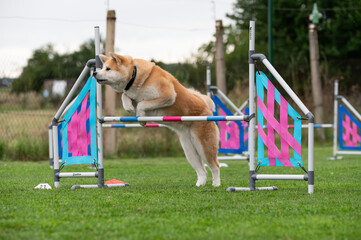 A strong and focused Akita Inu navigates obstacles on an agility course. The image captures the...