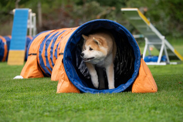 A strong and focused Akita Inu navigates obstacles on an agility course. The image captures the...