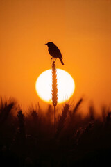 Silhouette of a Small Bird Perched on a Wheat Stalk Against a Bright Sunset image
