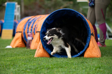 A strong and focused Border Collie navigates obstacles on an agility course. The image captures the...