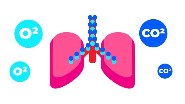 Graphic of lungs exchanging oxygen and carbon dioxide molecules representing respiratory gas exchange in human pulmonary function