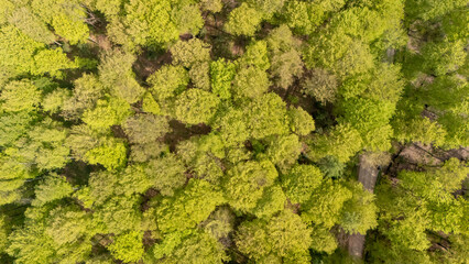 Obraz premium Aerial view of a lush green forest, abundant with healthy trees in various shades of green. Sunlight filters through the canopy, creating a serene, vibrant atmosphere.