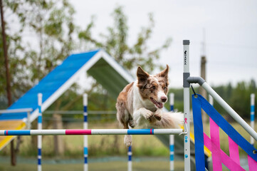 A strong and focused Border Collie navigates obstacles on an agility course. The image captures the...