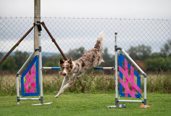A strong and focused Border Collie navigates obstacles on an agility course. The image captures the...