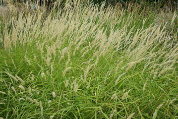 Graminées en été au jardin