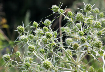 In nature grows thistle prickly Eryngium campestre