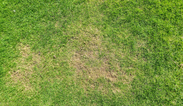 Aerial view of green grass with patches showing uneven growth. The vibrant greenery contrasts with brown areas, indicating possible drought or damage, suitable for landscaping topics.