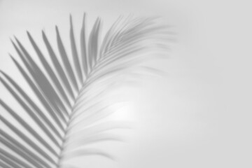 Shadow of tropical palm branch on white background. Black and white toning