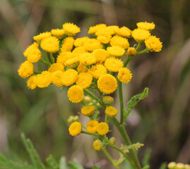 Tansy ordinary (Tanacetum vulgare) blooms in the wild