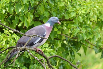 Taube sitzt im Kirschbaum