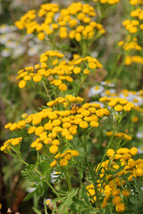 Tansy ordinary (Tanacetum vulgare) blooms in the wild