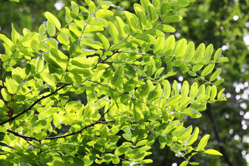 White acacia leaves (Robinia pseudoacacia)