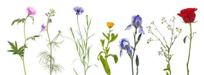 Different beautiful flowers isolated on white, set