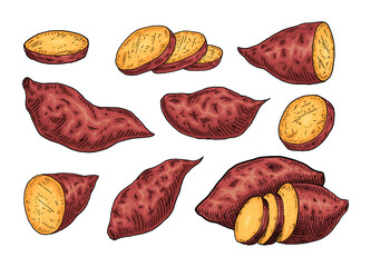 Whole, slice and half sweet potato. Vintage engraving vector color illustration. Isolated on white background.