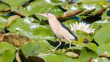 great blue heron