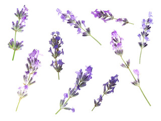 Fototapeta premium Lavender isolated on white, set. Fragrant flowers