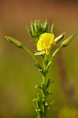 Yellow Evening Primrose Blooming. Close-up of a vibrant yellow evening primrose flower with green buds on a soft blurred natural background