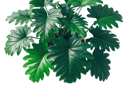Lush green philodendron selloum leaves with deeply lobed edges isolated on transparent background