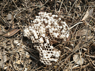 Abandoned Wasp Nest on Ground