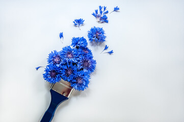 Brush paint with cornflowers, creative concept of summer and independence day of Estonia. Blue floral tassel of cornflowers.
