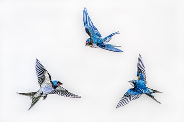 Fly swallows bird set collection on white background. Concept of independence day of Estonia. Abstract flag.
